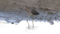 Wilson's Snipe (Gallinago delicata)