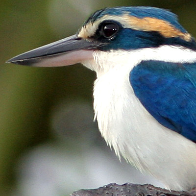 Collared Kingfisher (Todiramphus chloris)