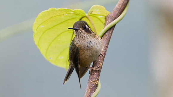 Speckled Hummingbird (Adelomyia melanogenys)