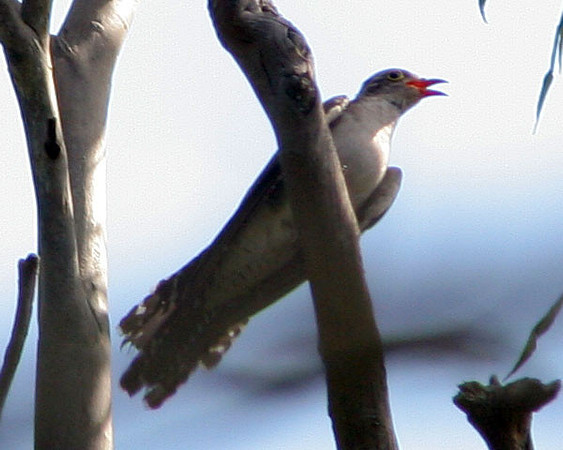 Pallid Cuckoo (Cacomantis pallidus) juvenile