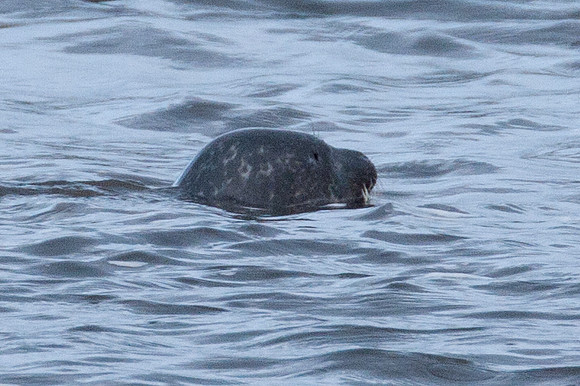 Grey Seal (Halichoerus grypus)
