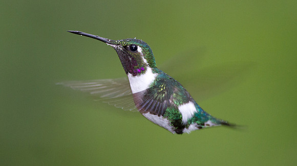 White-bellied Woodstar (Chaetocercus mulsant)