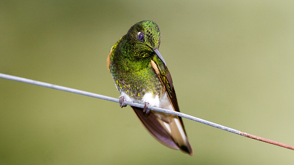 Buff-tailed Coronet (Boissonneaua flavescens)
