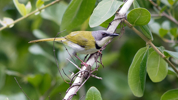 Rudd's Apalis (Apalis ruddi)