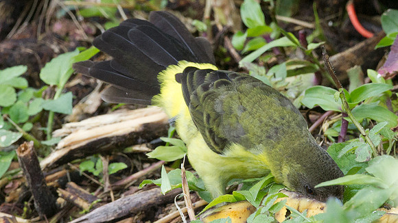 Lemon-rumped Tanager (Ramphocelus icteronotus) female