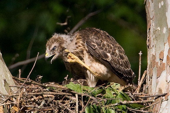Red-shouldered Hawk (Buteo lineatus) juvenile
