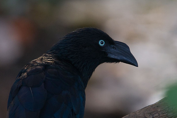 Greater Ani (Crotophaga major)