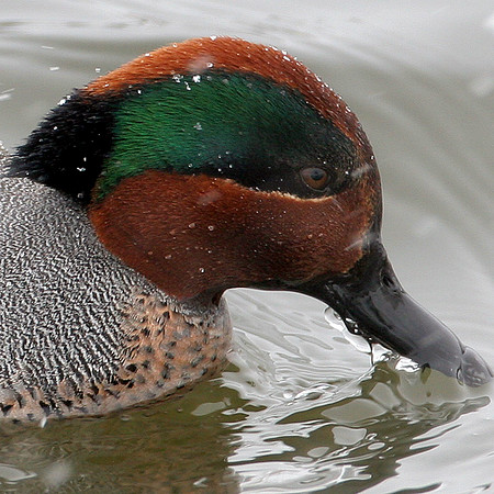 Green-winged Teal (Anas carolinensis) male