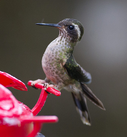 Speckled Hummingbird (Adelomyia melanogenys)