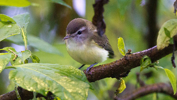 Brown-capped Vireo (Vireo leucophrys)