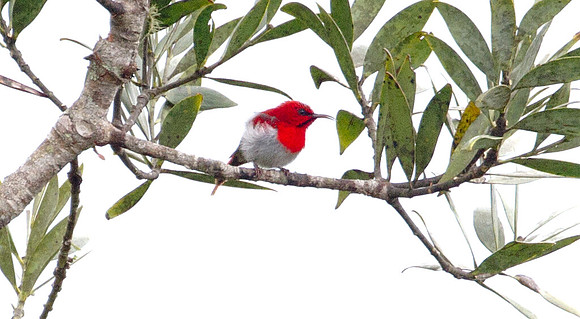 Temminck's Sunbird (Aethopyga temminckii) male