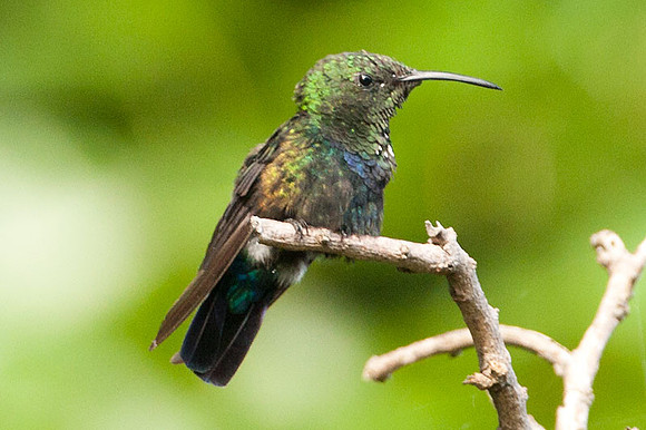 Green-throated Carib (Eulampis holosericeus)