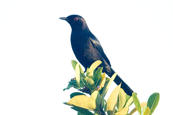 Melodious Blackbird (Dives dives)