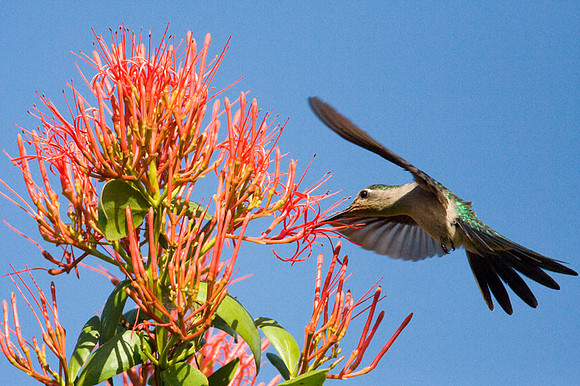 Wedge-tailed Sabrewing (Campylopterus curvipennis)