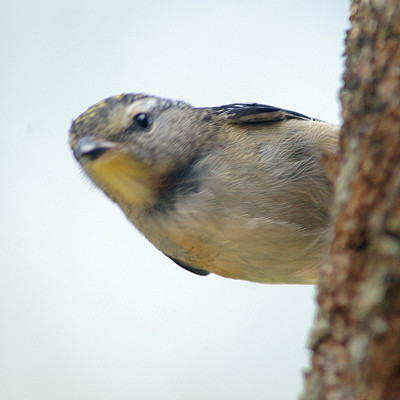 Spotted Pardalote (Pardalotus punctatus)