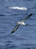 Black-capped Petrel (Pterodroma hasitata)