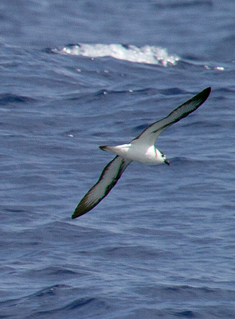 Black-capped Petrel (Pterodroma hasitata)