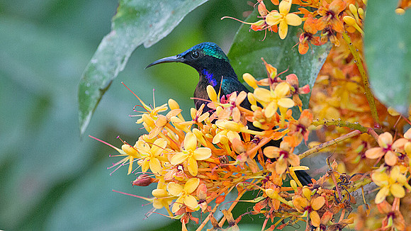 Copper-throated Sunbird (Nectarinia calcostetha) male