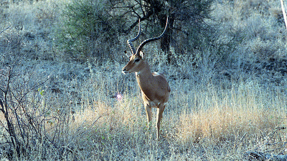 1988 Africa Long img258