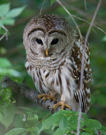 Barred Owl (Strix varia)