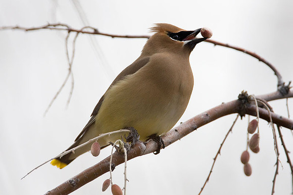 Cedar Waxwing (Bombycilla cedrorum)