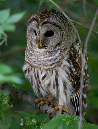 Barred Owl (Strix varia)