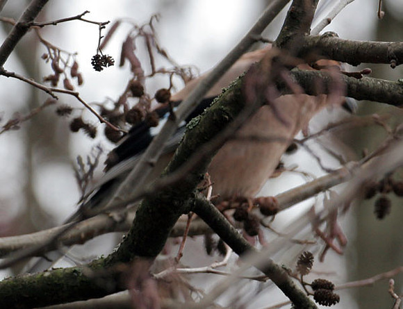 Common Jay (Garrulus glandarius)