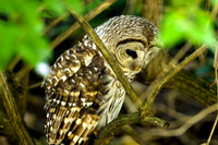 Barred Owl (Strix varia)
