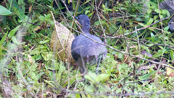 Undulated Tinamou (Crypturellus undulatus)