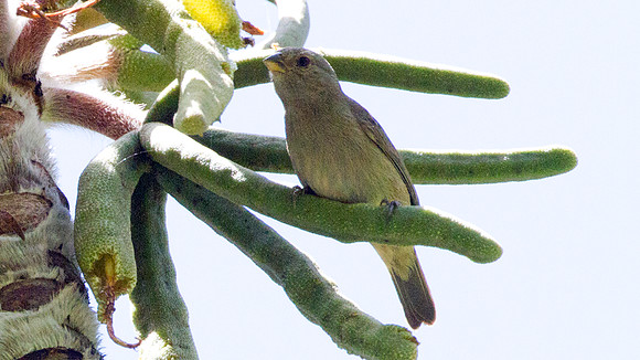 Dull-coloured Grassquit (Tiaris obscurus)