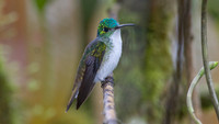 Andean Emerald (Amazilia franciae)