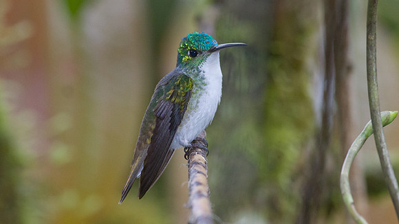 Andean Emerald (Amazilia franciae)