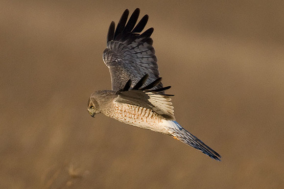 Hen Harrier (Circus cyaneus) also known as Northern Harrier