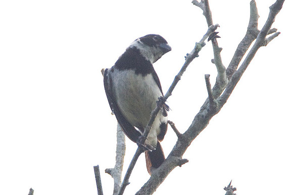 White-collared Seedeater (Sporophila torqueola) male