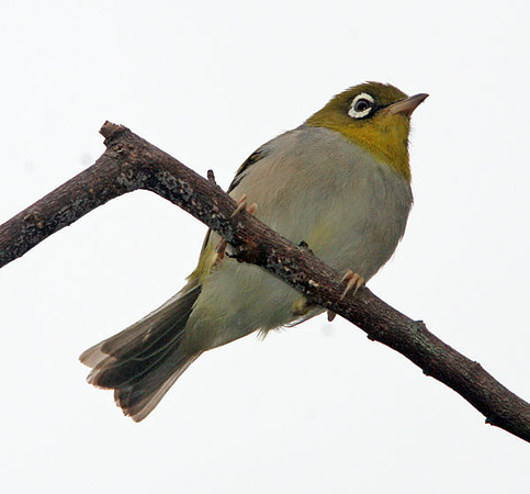 Silvereye (Zosterops lateralis) also known as Wax-eye