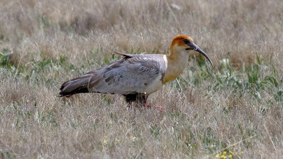 Black-faced Ibis (Theristicus melanopis)