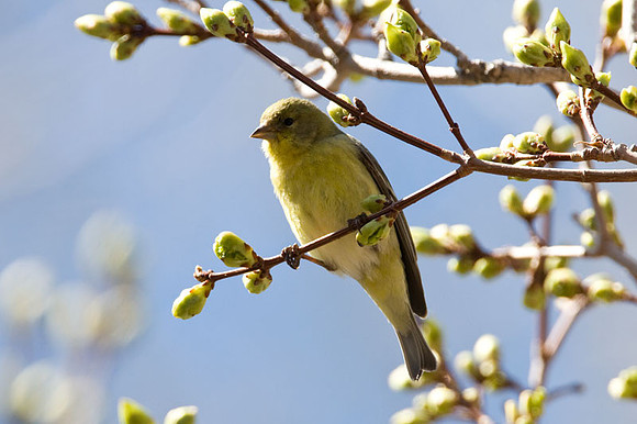 American Goldfinch (Carduelis tristis) female