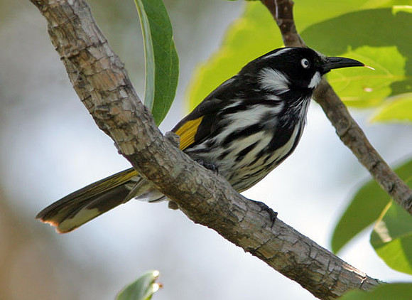 New Holland Honeyeater (Phylidonyris novaehollandiae)