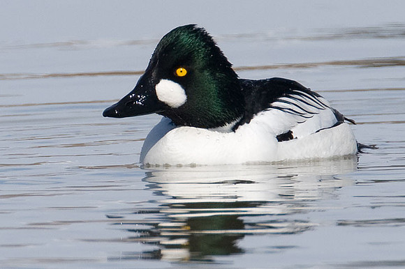 Common Goldeneye (Bucephala clangula)