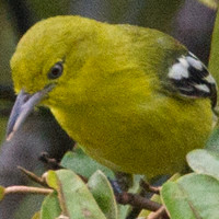 Common Iora (Aegithina tiphia)