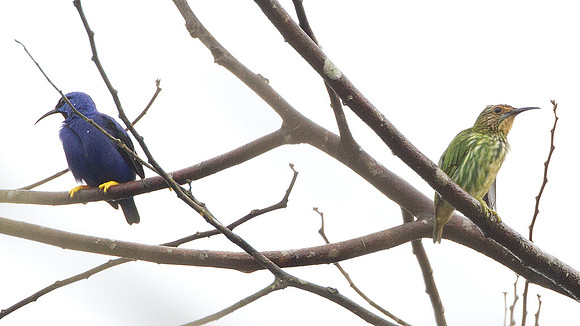 Purple Honeycreeper (Cyanerpes caeruleus)