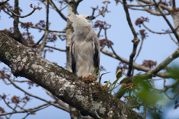 Harpy Eagle (Harpia harpyja) juvenile