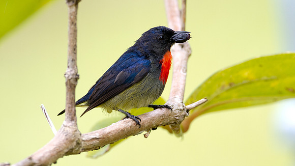 Bornean Flowerpecker (Dicaeum monticolum)