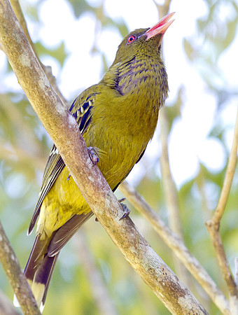 Green oriole (Oriolus flavocinctus)