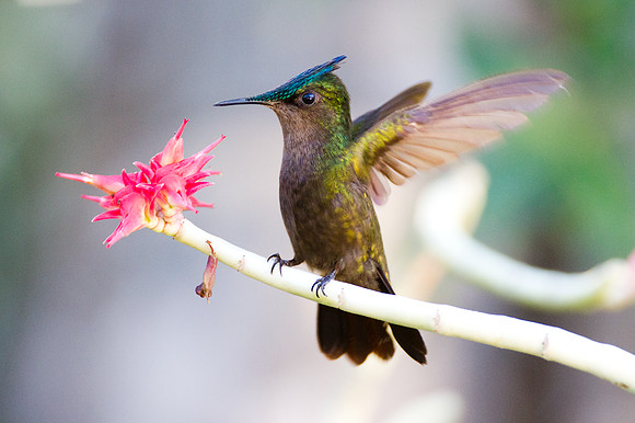 Antillean Crested Hummingbird (Orthorhyncus cristatus)