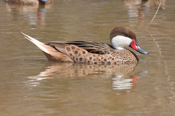White-cheeked Pintail (Anas bahamensis)
