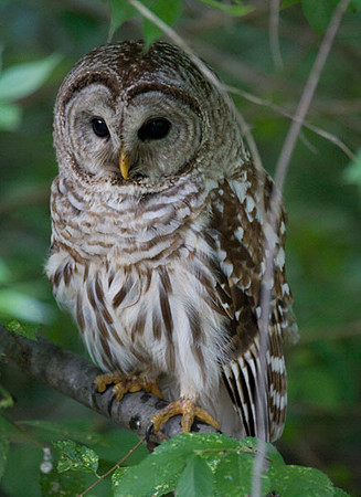 Barred Owl (Strix varia)