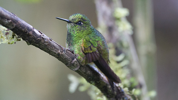 Buff-tailed Coronet (Boissonneaua flavescens)