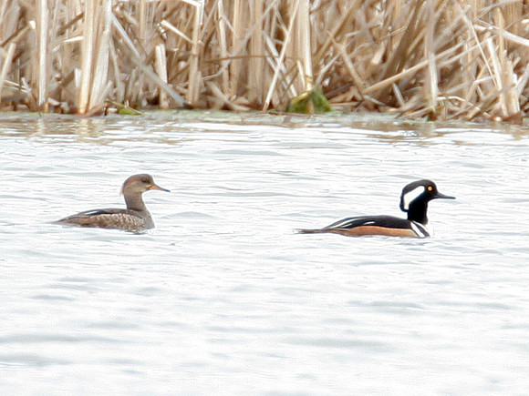 Hooded Merganser (Lophodytes cucullatus) male and female
