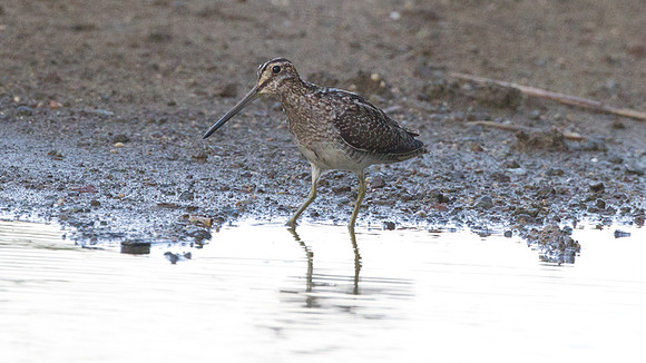 Wilson's Snipe (Gallinago delicata)